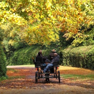 Horse and Carriage