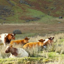 Cows in the Lake District