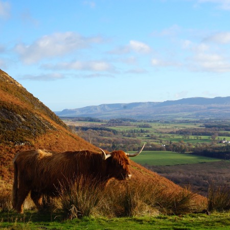 Highland Cow: 'a Scottish icon'