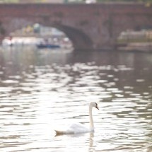 A swan on the River Avon